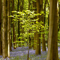 Buy canvas prints of Sunlit tree and bluebell wood by Simon Johnson
