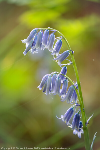 sunlit bluebell flower  Picture Board by Simon Johnson