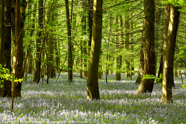 `Bluebell woodland Picture Board by Simon Johnson
