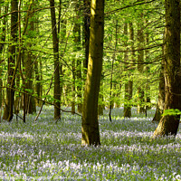 Buy canvas prints of `Bluebell woodland by Simon Johnson