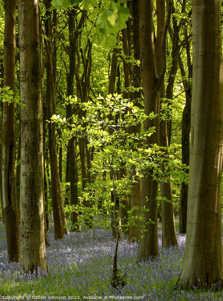 Bluebell Woodland  Picture Board by Simon Johnson