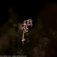 Buy canvas prints of sunlit bluebell by Simon Johnson