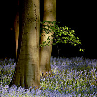 Buy canvas prints of Sunlit Leaves and bluebells  by Simon Johnson