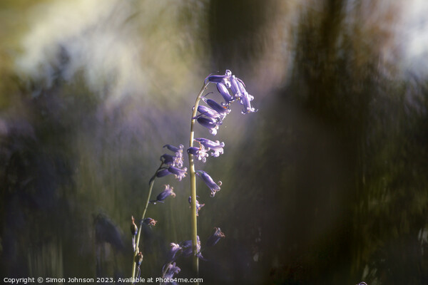 Sunlit bluebell  Picture Board by Simon Johnson