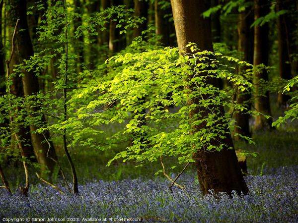 Sunlit leaved and bluebells Picture Board by Simon Johnson
