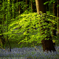 Buy canvas prints of Sunlit leaved and bluebells by Simon Johnson