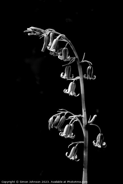 Bluebell in monochrome  Picture Board by Simon Johnson