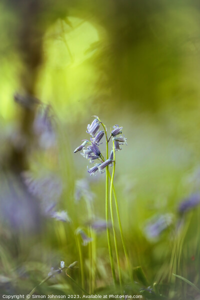 Bluebell hug Picture Board by Simon Johnson