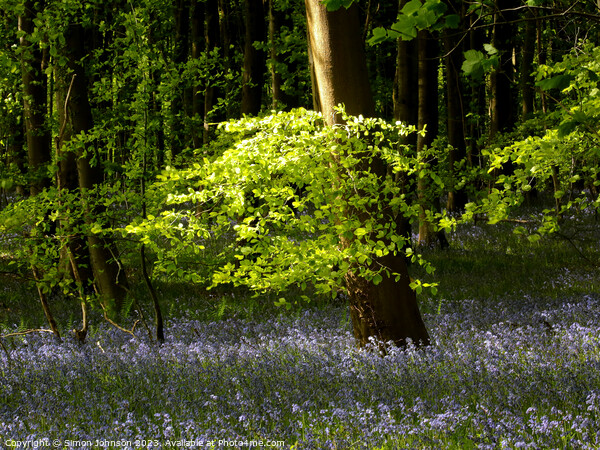 sunlit leaves and bluebells  Picture Board by Simon Johnson