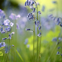 Buy canvas prints of Bluebell close up by Simon Johnson