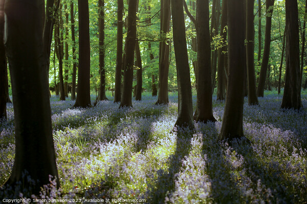  bluebell  wood Picture Board by Simon Johnson