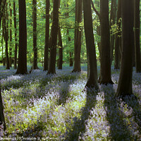 Buy canvas prints of  bluebell  wood by Simon Johnson