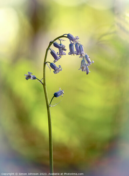 Isolated bluebell Picture Board by Simon Johnson