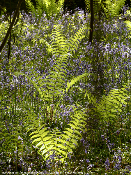 sunlit ferns Picture Board by Simon Johnson