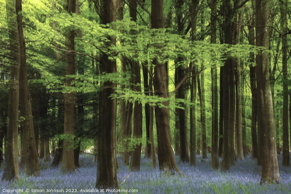  Creative  bluebell wood Picture Board by Simon Johnson