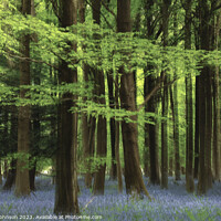 Buy canvas prints of  Creative  bluebell wood by Simon Johnson