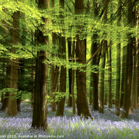 Buy canvas prints of  Creative Bluebell wood  by Simon Johnson