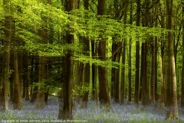 bluebell wood Picture Board by Simon Johnson