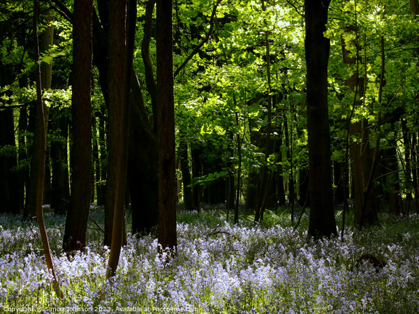 Bluebell glade Picture Board by Simon Johnson