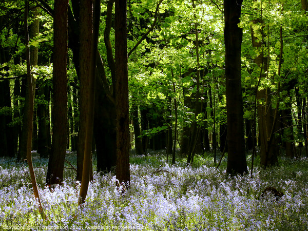 sunlit Bluebell Glade Picture Board by Simon Johnson