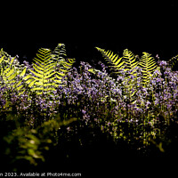 Buy canvas prints of sunlit ferns and bluebells by Simon Johnson