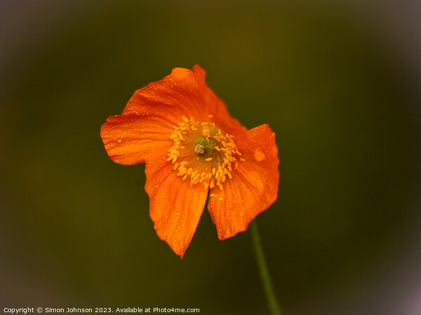 Orange Poppy Picture Board by Simon Johnson