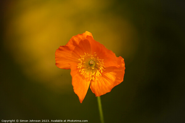 sunlit Poppy flower Picture Board by Simon Johnson