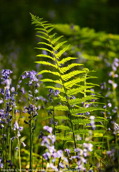 sunlit fern Picture Board by Simon Johnson