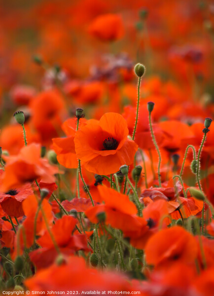poppy flowers Picture Board by Simon Johnson