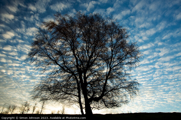 Tree Silhouette  Picture Board by Simon Johnson