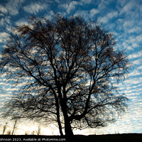 Buy canvas prints of Tree Silhouette  by Simon Johnson