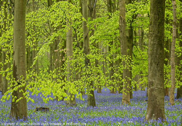 Bluebell Woods  Picture Board by Simon Johnson