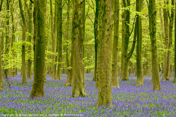 Bluebell woodland Picture Board by Simon Johnson