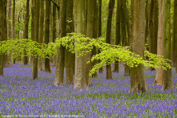 Bluebell woods Picture Board by Simon Johnson