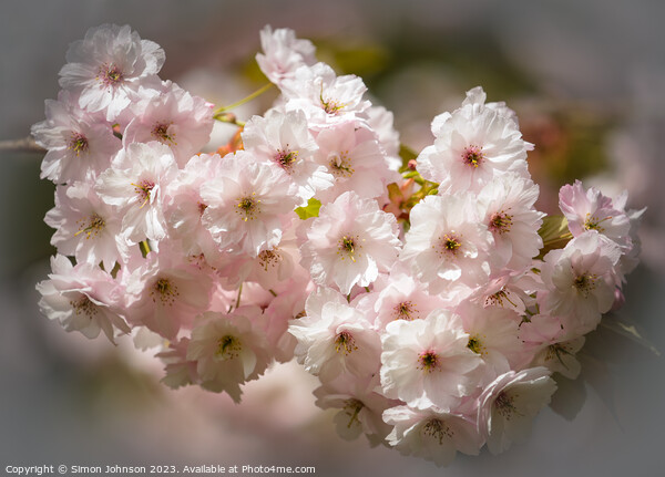 sunlit blossom Picture Board by Simon Johnson