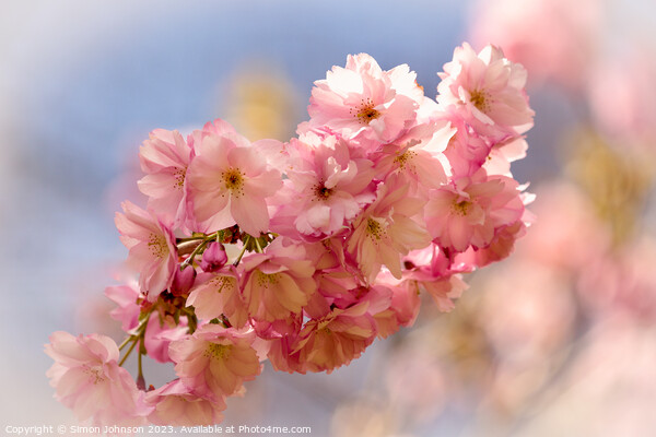sunlit Cherry blossom Picture Board by Simon Johnson