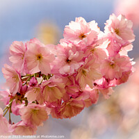 Buy canvas prints of sunlit Cherry blossom by Simon Johnson