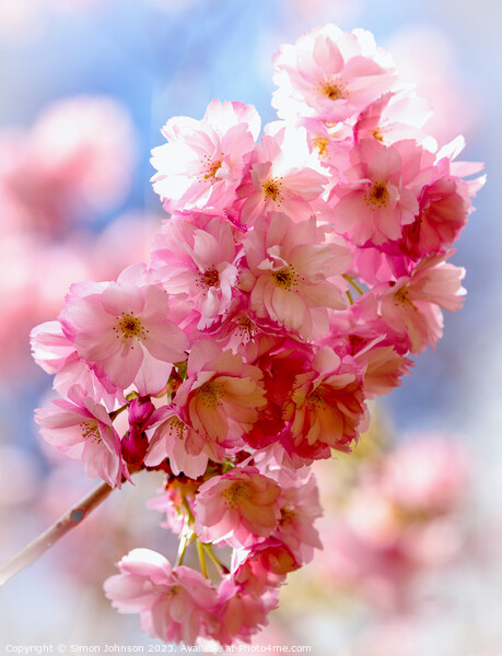 sunlit CVherry Blossom Picture Board by Simon Johnson