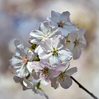 Buy canvas prints of Plant flower by Simon Johnson