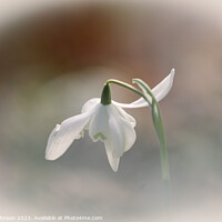 Buy canvas prints of snowdrop close up by Simon Johnson