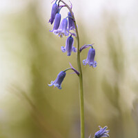 Buy canvas prints of bluebell  by Simon Johnson