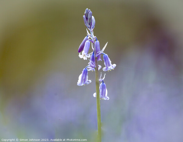 Bluebell flower Picture Board by Simon Johnson