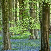 Buy canvas prints of Bluebell woods by Simon Johnson
