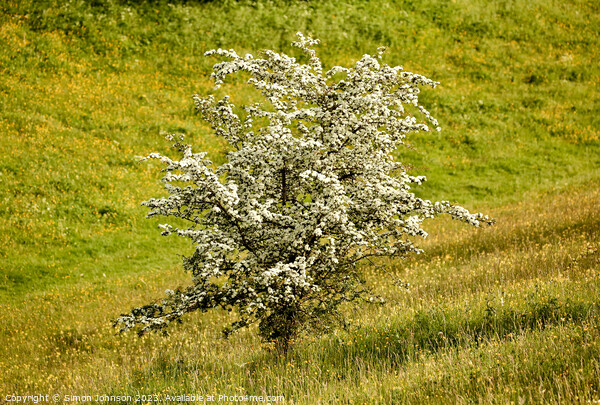 Hawthorn Blossom Picture Board by Simon Johnson