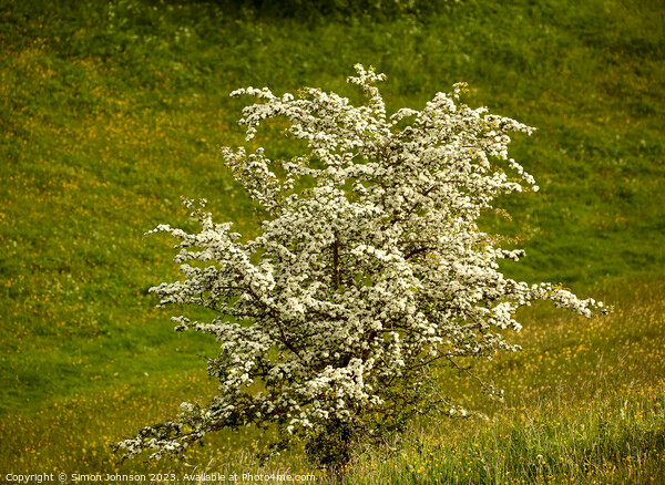 Hawthorn blossom Picture Board by Simon Johnson