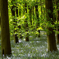 Buy canvas prints of sunlit bluebell woodland by Simon Johnson