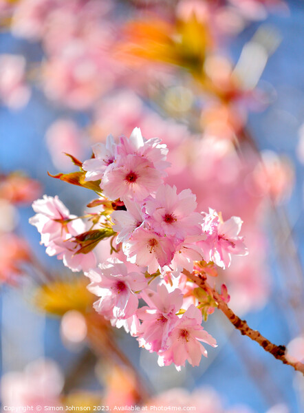 sunlit Cherry Blossom Picture Board by Simon Johnson