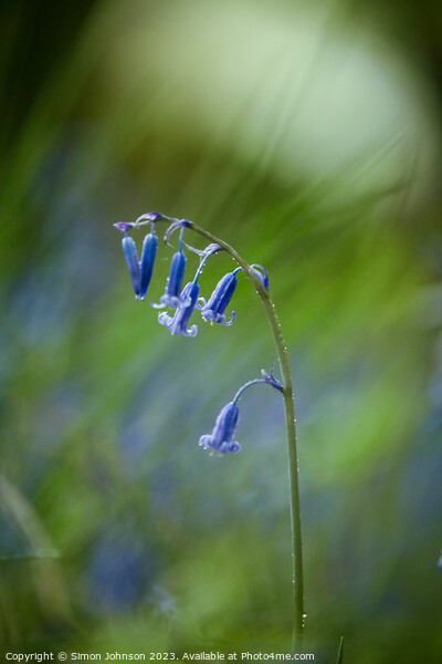 A close up of a bluebell Picture Board by Simon Johnson