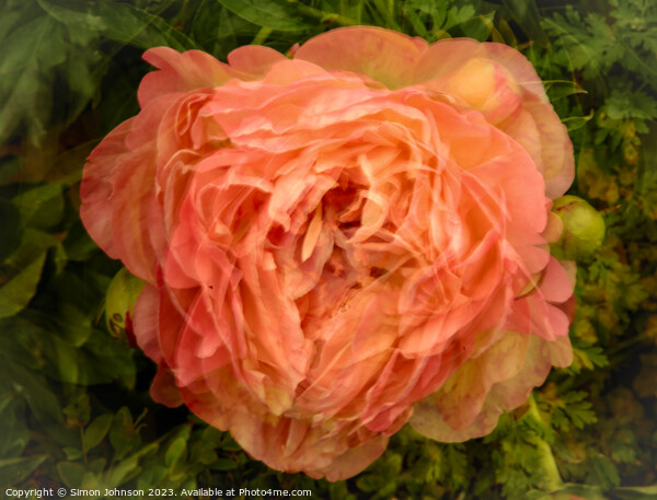 peony /multiple exposure Picture Board by Simon Johnson