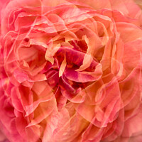 Buy canvas prints of Peachy Blush Rose by Simon Johnson